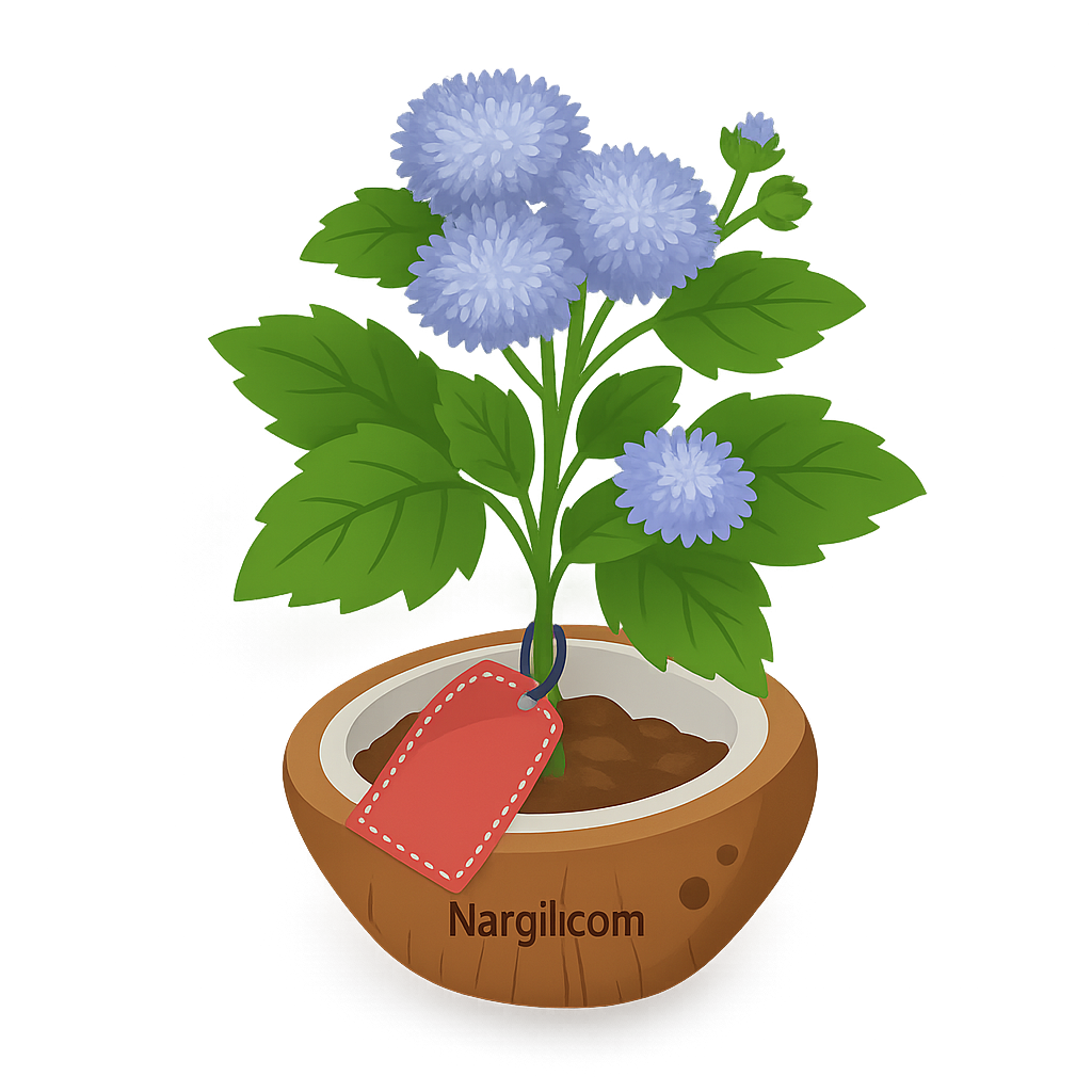  Nargil - floss flower